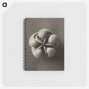 1-40_Karl-Blossfeldt_memo