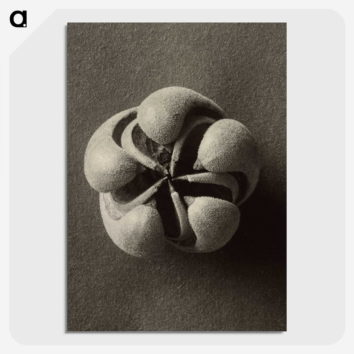 1-40_Karl-Blossfeldt_picture-crop