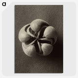 1-40_Karl-Blossfeldt_picture-crop