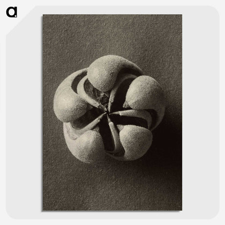 1-40_Karl-Blossfeldt_picture-crop