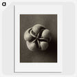 1-40_Karl-Blossfeldt_picture