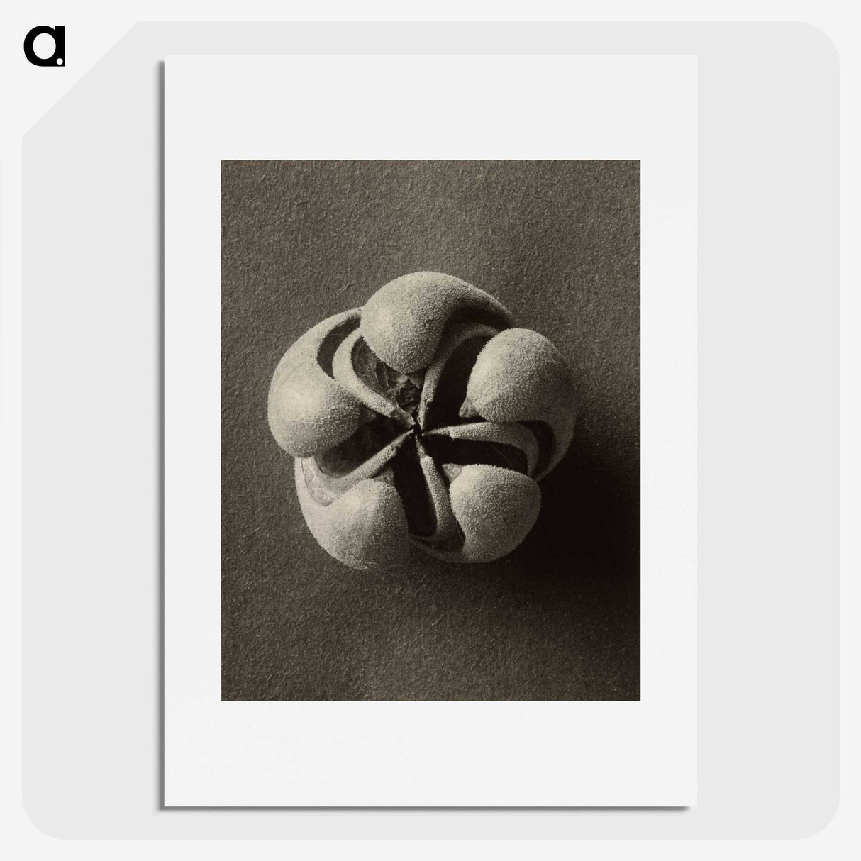 1-40_Karl-Blossfeldt_picture