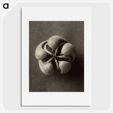 1-40_Karl-Blossfeldt_picture