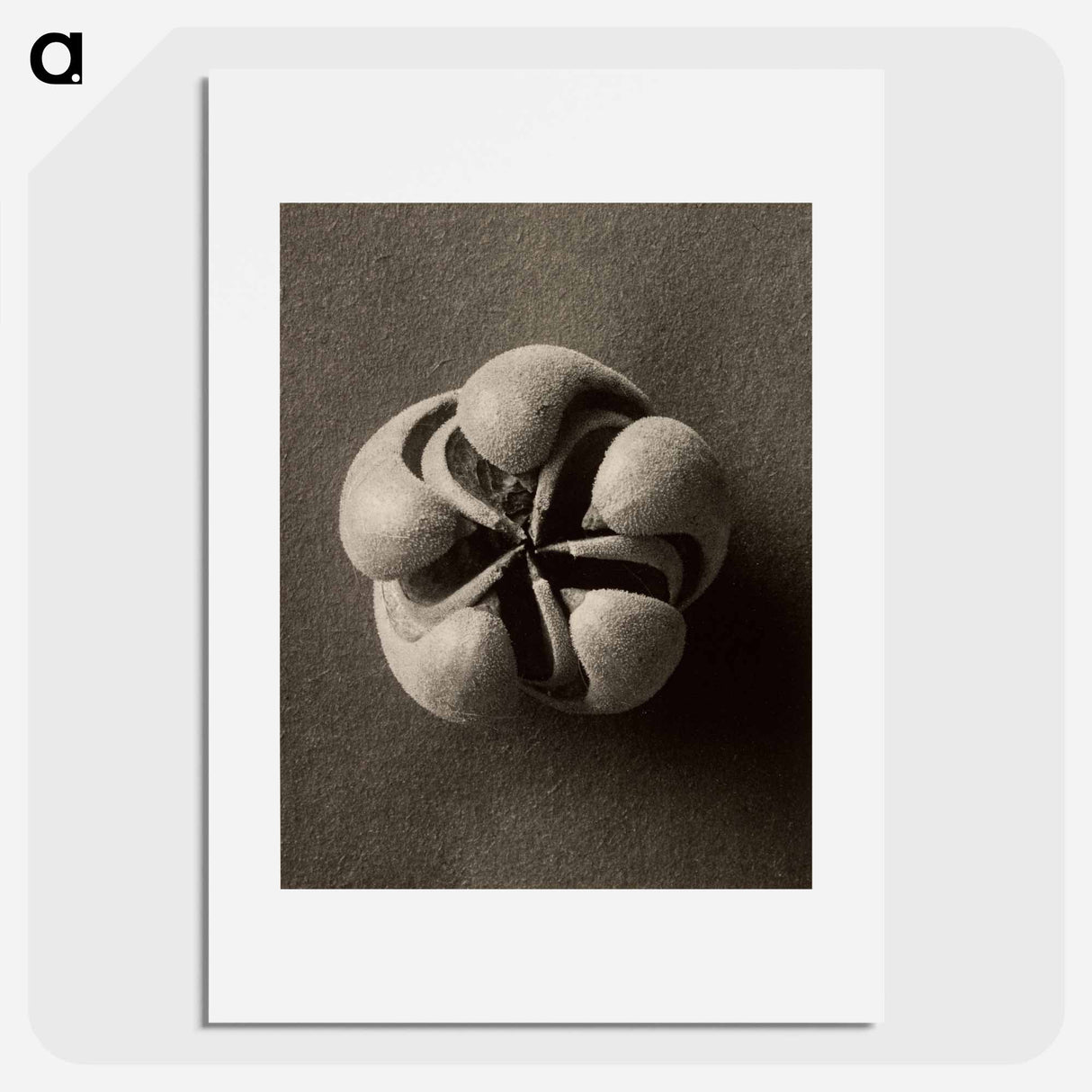 Blumenbachia hieronymi - Karl Blossfeldt Poster.