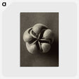 1-40_Karl-Blossfeldt_postcard
