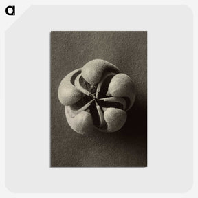 1-40_Karl-Blossfeldt_postcard
