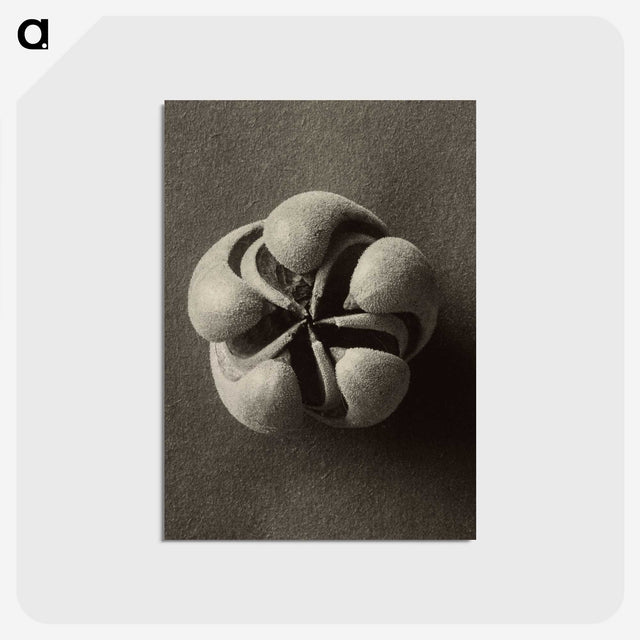 1-40_Karl-Blossfeldt_postcard