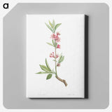 1-40_La-Botanique_canvas