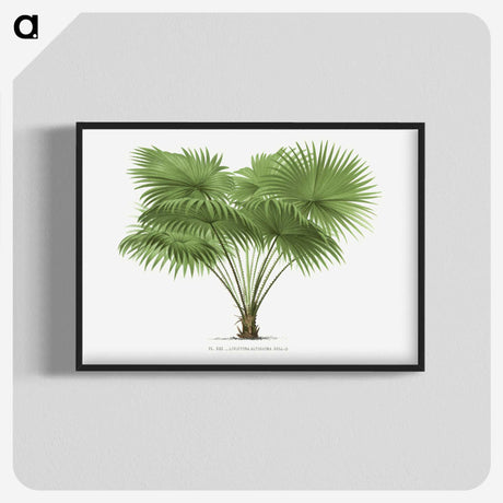 1-40_Les-Palmiers-Histoire-Iconographique_blk-crop