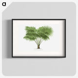 1-40_Les-Palmiers-Histoire-Iconographique_blk