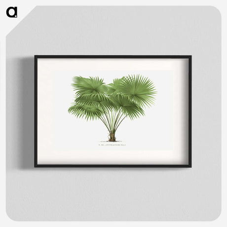 1-40_Les-Palmiers-Histoire-Iconographique_blk