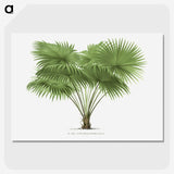 1-40_Les-Palmiers-Histoire-Iconographique_picture-crop