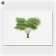 1-40_Les-Palmiers-Histoire-Iconographique_picture
