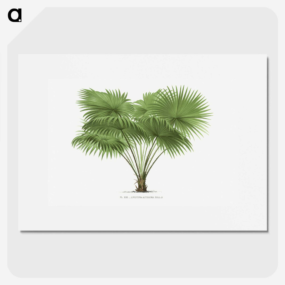 1-40_Les-Palmiers-Histoire-Iconographique_picture