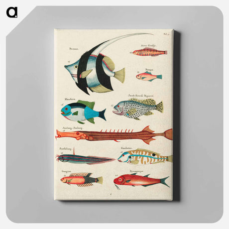 アートパネル-Moluccan Fishes
 - ルイ ルナール Canvas.