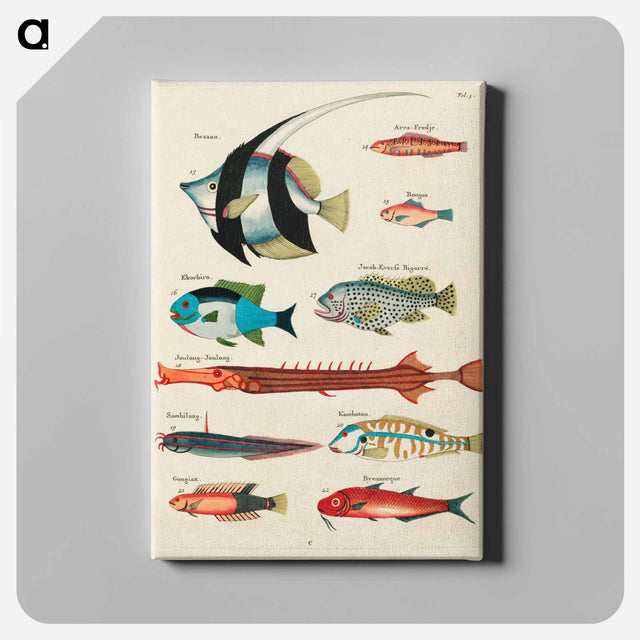 アートパネル-Moluccan Fishes
 - ルイ ルナール Canvas.