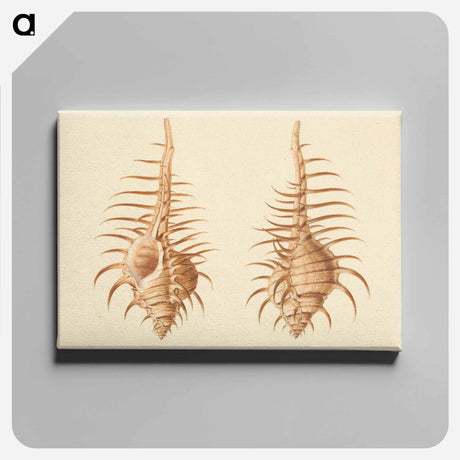 アートパネル-Murex pecten
 - ルイージ バルガーニ Canvas.