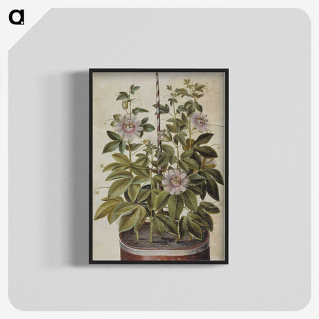 1-40_Maria-Sibylla-Merian_blk-crop