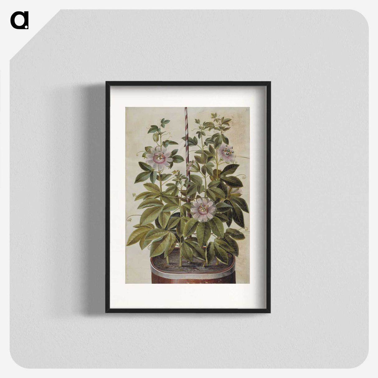 1-40_Maria-Sibylla-Merian_blk