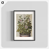 1-40_Maria-Sibylla-Merian_blk