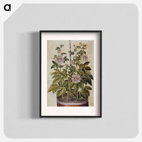 アートポスター-Passiflora incarnata
 - マリア ジビーラ メーリアン Poster.