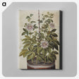 1-40_Maria-Sibylla-Merian_canvas
