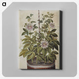 1-40_Maria-Sibylla-Merian_canvas