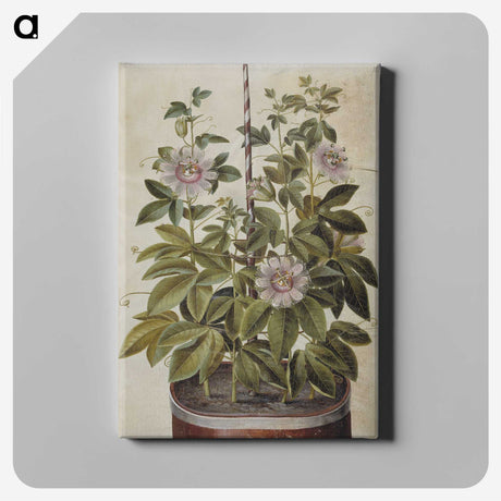 1-40_Maria-Sibylla-Merian_canvas