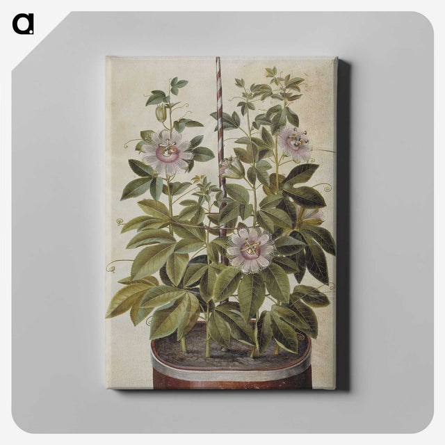 1-40_Maria-Sibylla-Merian_canvas