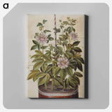アートパネル-Passiflora incarnata
 - マリア ジビーラ メーリアン Canvas.