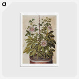 アートポストカード-Passiflora incarnata
 - マリア ジビーラ メーリアン Postcard.