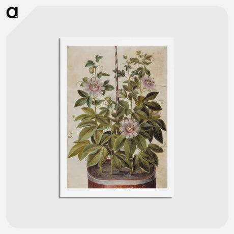 アートポストカード-Passiflora incarnata
 - マリア ジビーラ メーリアン Postcard.