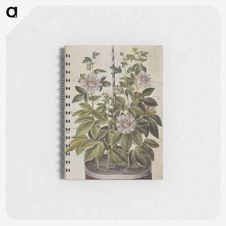 1-40_Maria-Sibylla-Merian_memo