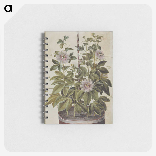 1-40_Maria-Sibylla-Merian_memo