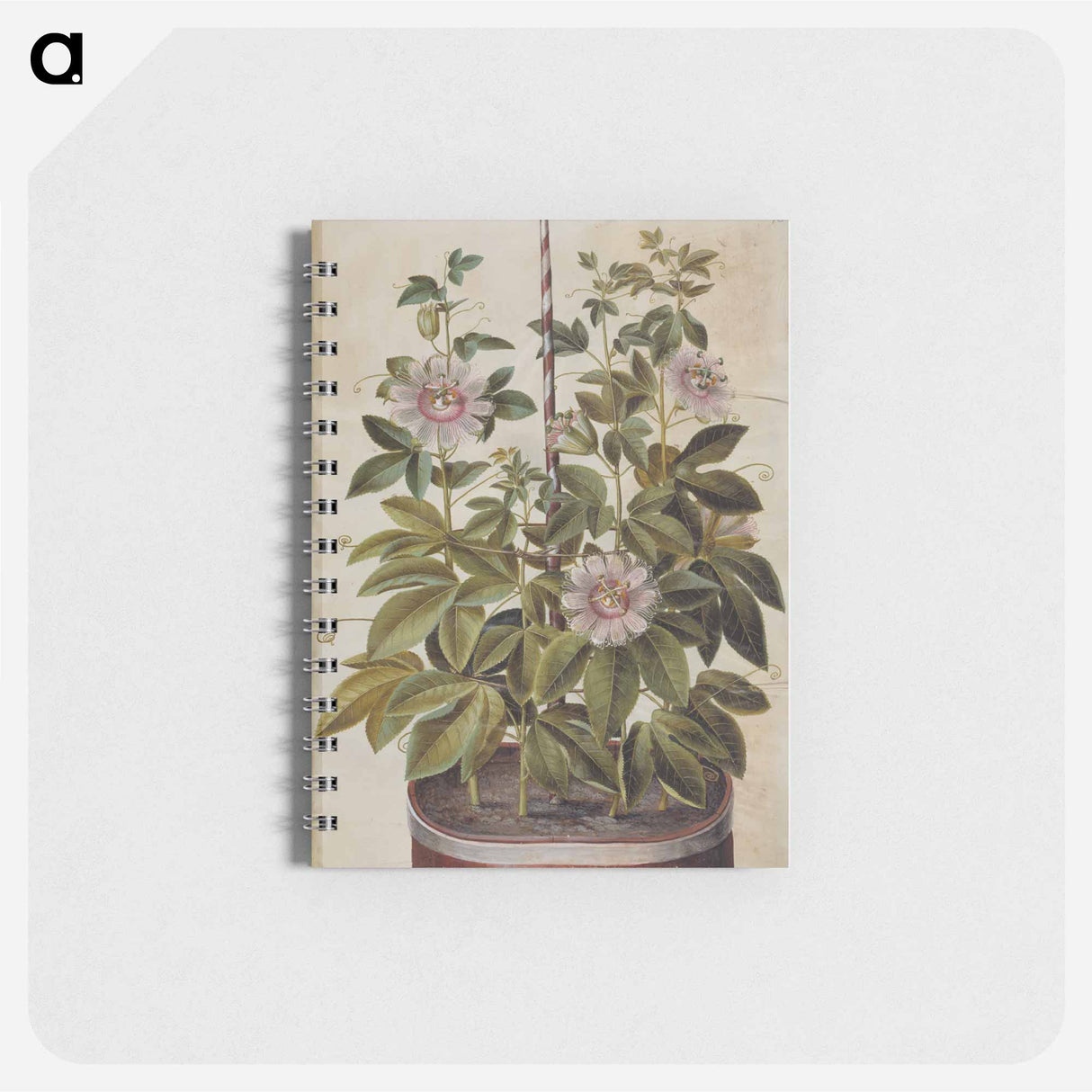 アートメモ帳-Passiflora incarnata
 - マリア ジビーラ メーリアン Memo.