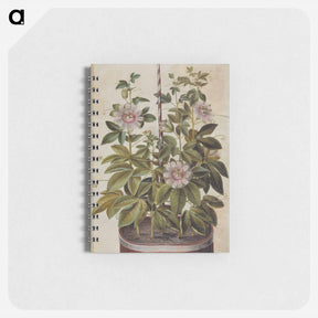 アートメモ帳-Passiflora incarnata
 - マリア ジビーラ メーリアン Memo.