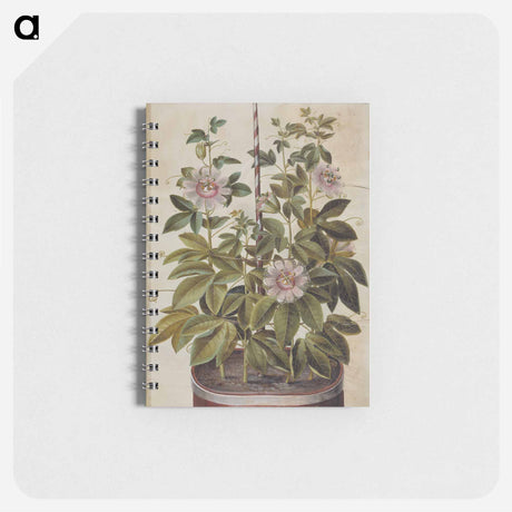 アートメモ帳-Passiflora incarnata
 - マリア ジビーラ メーリアン Memo.