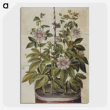 1-40_Maria-Sibylla-Merian_picture-crop