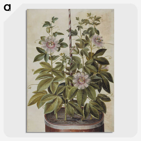 1-40_Maria-Sibylla-Merian_picture-crop