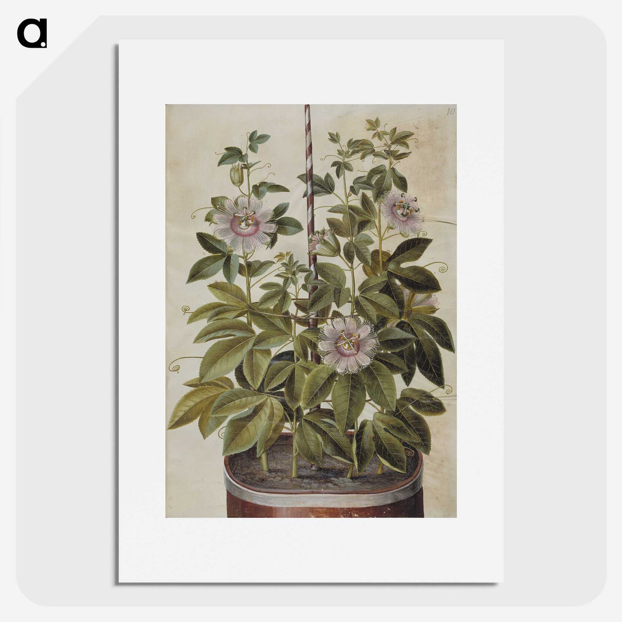 1-40_Maria-Sibylla-Merian_picture