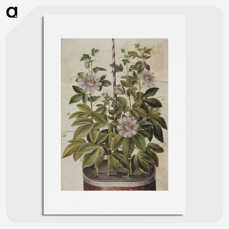 1-40_Maria-Sibylla-Merian_picture