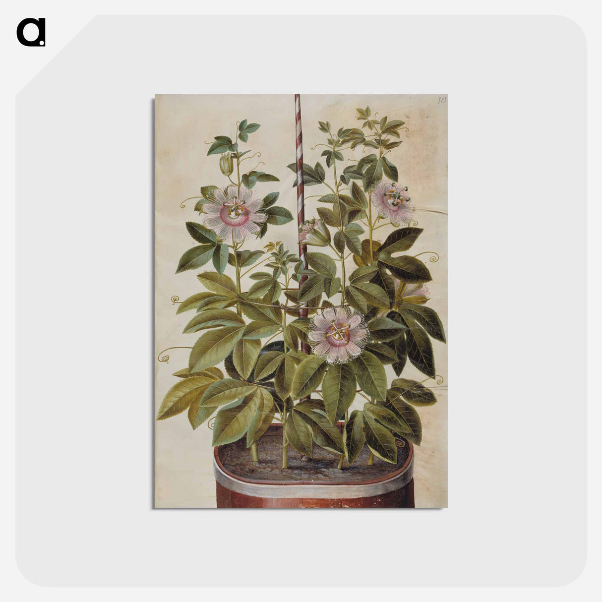 アートポストカード-Passiflora incarnata
 - マリア ジビーラ メーリアン Postcard.
