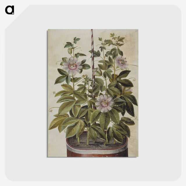 1-40_Maria-Sibylla-Merian_postcard