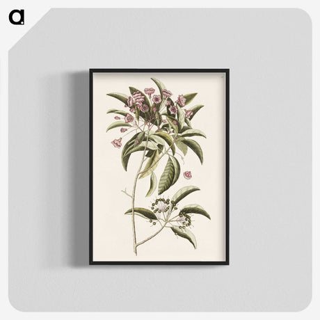 1-40_Mark-Catesby_blk-crop