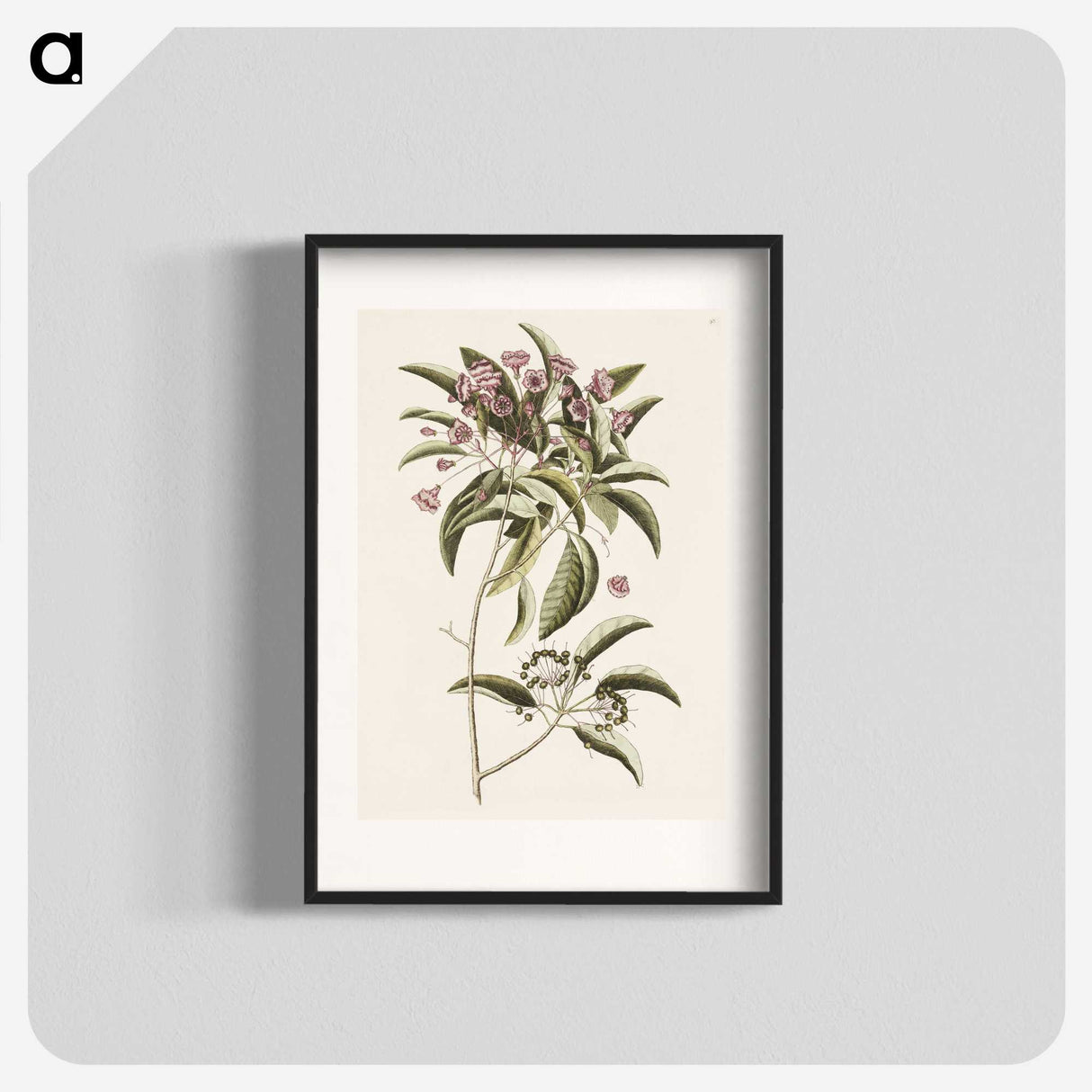 1-40_Mark-Catesby_blk