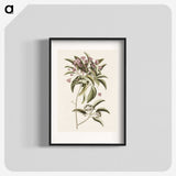 1-40_Mark-Catesby_blk