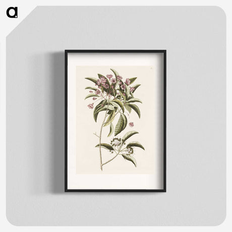 1-40_Mark-Catesby_blk