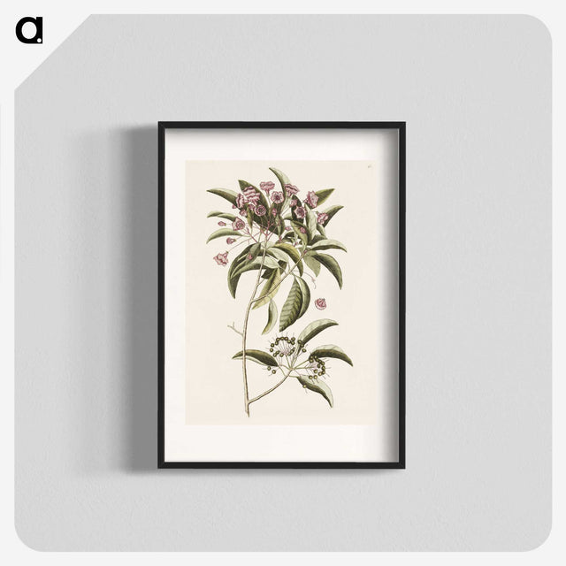 1-40_Mark-Catesby_blk