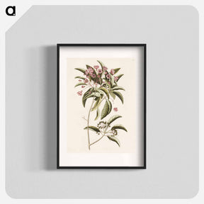 アートポスター-Mountain Laurel
 - マーク ケイツビー Poster.