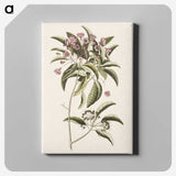 1-40_Mark-Catesby_canvas
